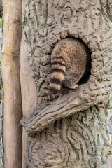 Raccoons  inside a tree hollow in a zoo enclosure. Wildlife photography.