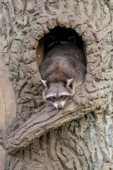Two raccoons sleeping inside a tree hollow in a zoo enclosure. Wildlife photography.