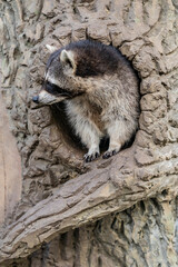 Raccoons  inside a tree hollow in a zoo enclosure. Wildlife photography.