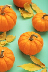 Mini orange pumpkins with leaves on mint background.