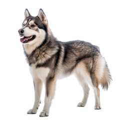 A proud Siberian Husky standing with a friendly expression against a transparent background