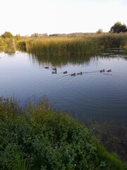 Jesienne kadry w małym polskim miasteczku. Trzciel, lubuskie.
