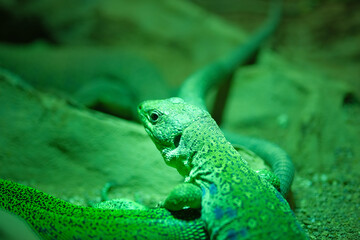 A vibrant green lizard is comfortably sitting atop a smooth rock in the warm sandy area, enjoying its surroundings and basking in the sun