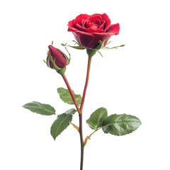 Fototapeta premium Single red rose with bud and leaves on transparent background