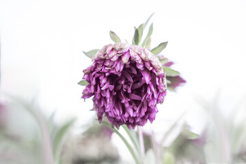 Obraz premium background with pink flower. Wallpaper with chrysanthemum. Backdrop with copy space. picture for congratulations. autumn, winter flower. plant is withering. poster for interior. picture for house.