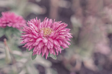 Obraz premium background with pink flower. Wallpaper with chrysanthemum. Backdrop with copy space. picture for congratulations. autumn, winter flower. plant is withering. poster for interior. picture for house.