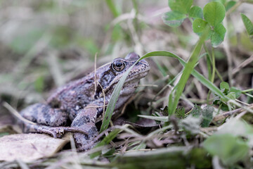 A little frog is sitting in the green grass. An amphibious animal. Close-up of a beautiful frog