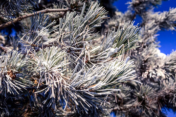 Naklejka premium Frozen coniferous tree branch with snow