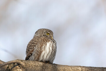 Eurasian pygmy owl sitting on a tree branch in winter day close up