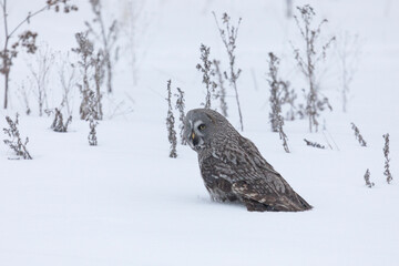 Great gray owl hunting a mouse on a winter day