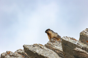 Marmota camtschatica or Black-capped marmot sits on a rock. Russia