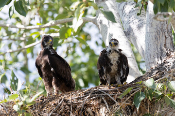 Two grown chicks of a bird of prey sit in a nest on a tree