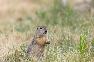 Speckled ground squirrel animal stands on its hind legs