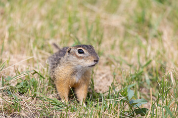 Obraz premium Speckled ground squirrel animal stands on its hind legs
