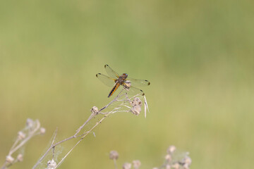 Dragonfly sits on dry grass on a green background close up