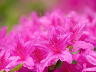 ツツジの花