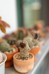 Rare Pseudolithos Succulent in a Terracotta Pot - Close-Up of a Unique Desert Plant with Detailed Texture