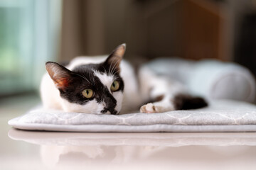 Relaxed Black and White Cat Lying on a Cushion - Close-Up Portrait of a Resting Pet with Calm Expression