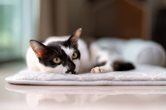 Relaxed Black and White Cat Lying on a Cushion - Close-Up Portrait of a Resting Pet with Calm Expression