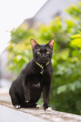 Black cat relaxing and lounging on a wall with a blurred natural background