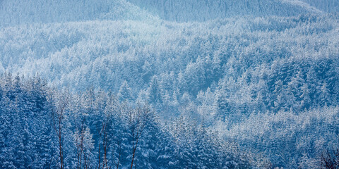 background texture with snow pine trees