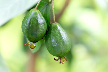 Capture of guavas hanging on the tree's branch. Hanging guava fruit. Close up of guavas . Healthy food concept