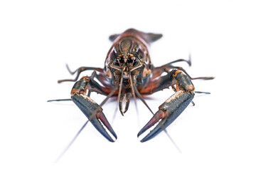 red claw crayfish alive or fash water lobster alive set on isolate white background