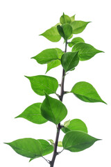 Leaves with strange shapes and patterns on white background