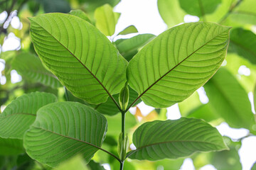 The pattern on the back of the Kratom leaves