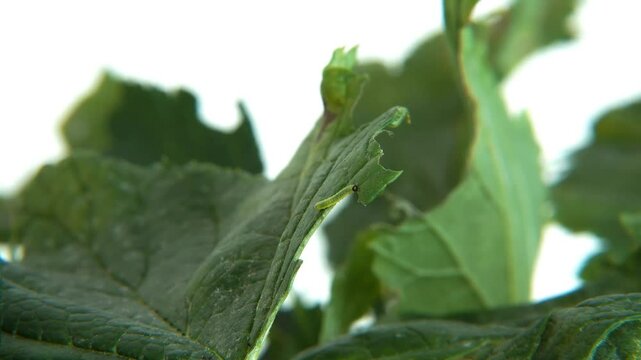 Garden pests. The sawfly larva (Operophtera brumata) in a close-up view. This pest can devastate currant or gooseberry bushes in a few days, stripping them bare and leaving them weak.