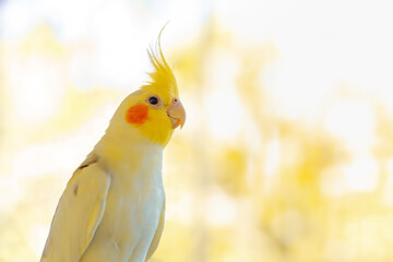 Portrait of Cockatiel close-up (Nymphicus hollandicus)