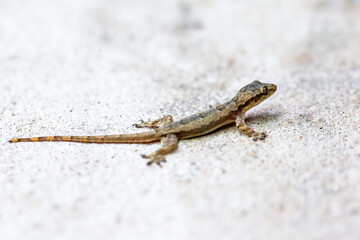 One Small Gecko Lizard on wall Background