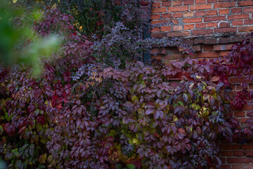 Red leaves of decorative grapes on a terracota brick wall fall. Virginia creeper (Parthenocissus quinquefolia) in autumn colors. Autumn concept. 