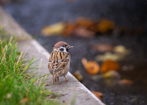 German Sparrow sitting on curbstone with stem of leaf in beak. Eurasian tree sparrow (Passer montanus)  holding a dry twig in its beak.