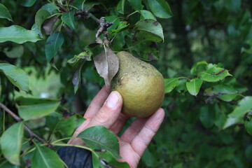 apple orchard apples ripen on the tree and ripe on the ground