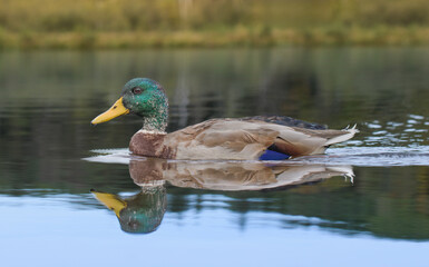 Male wild duck. Close up of a portrait
