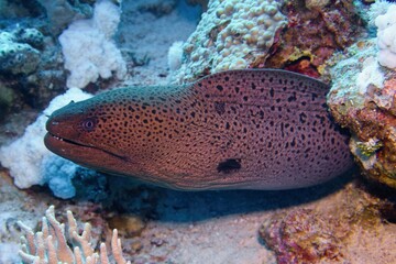 The giant moray (Gymnothorax javanicus) close up, Red Sea Egypt