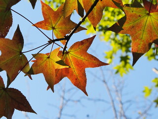初秋　楓が色づき中