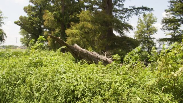 Green bushes and broken Bald Cypress log near Reel Foot Lake