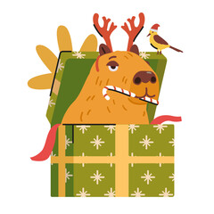 Funny capybara in deer antlers sitting in a Christmas gift box eating candy cane flat vector illustration isolated on white.