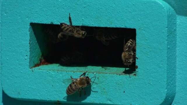 Bees, pollen, hive - Close-up view of bees with colorful pollen on legs near beehive entrance, slow motion, pollination process in nature. Apis mellifera