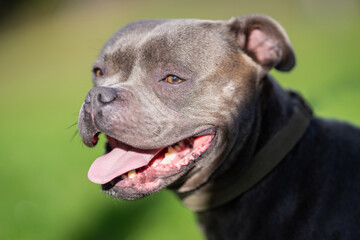 Head shot of Blue Staffy outside. Close-up portrait of English Staffordshire Bull Terrier in the Garden. Head shot of Blue Staffy outside.