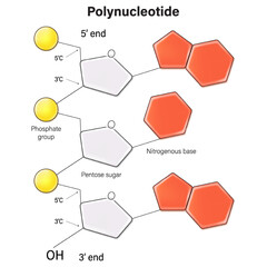 Polynucleotide. Nucleic acid. DNA stand. Deoxyribonucleic acids. Nitrogenous base (Thymine, Adenine, Cytosine or Guanine), Sugar (deoxyribose) and Phosphate group.