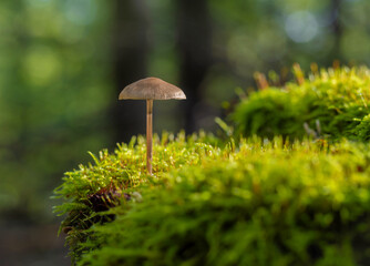 Wald im Herbst ist Pilze Zeit, freigestellt und soft