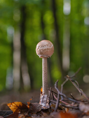 Wald im Herbst ist Pilze Zeit, freigestellt und soft