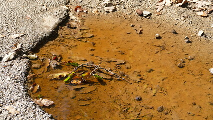 close up of a branch in the water