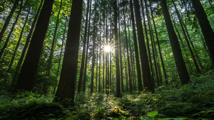 Fototapeta premium An old-growth forest with towering trees and rich undergrowth, full of life.