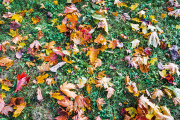 Photo background texture, colorful fallen maple leaves on green grass. Autumn theme.