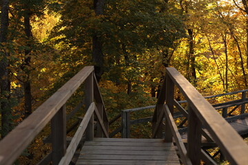 Fototapeta premium autumn, tree, fall, forest, nature, trees