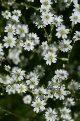 Nature flowers plants out of city village sunny